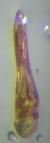 Sepedophilus sp.